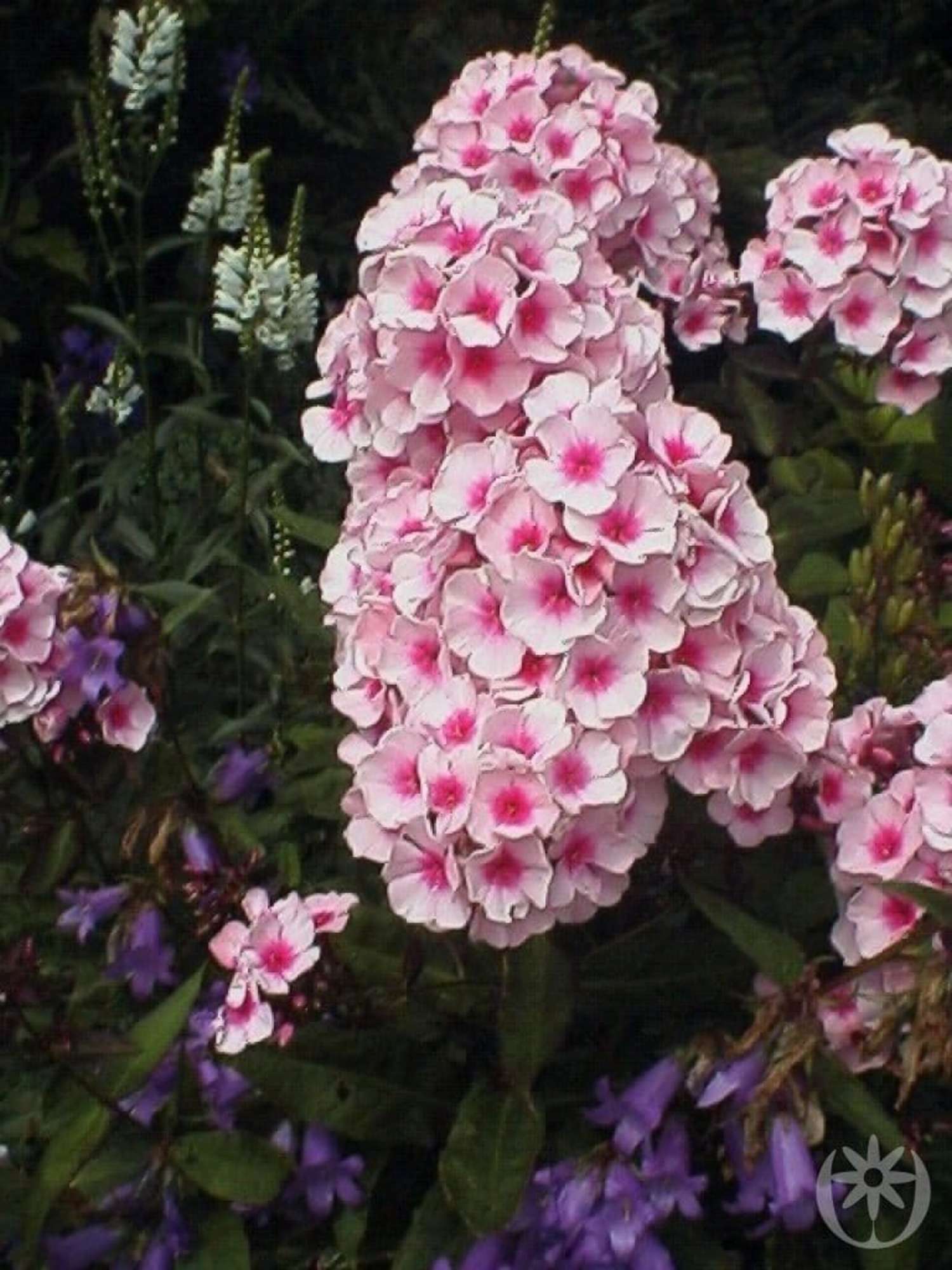 Syysleimu 'Bright Eyes' (Phlox paniculata)